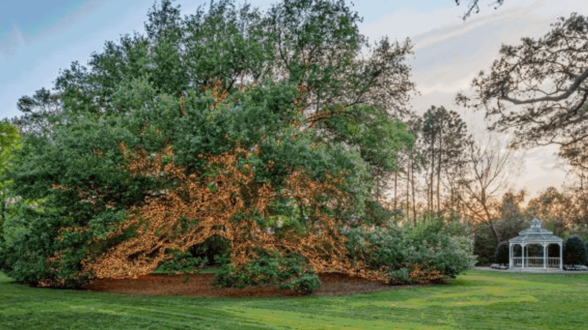 THE HOUSTONIAN HOTEL: WHERE LUXURY AND NATURE CONVERGE IN VIBRANT HOUSTON